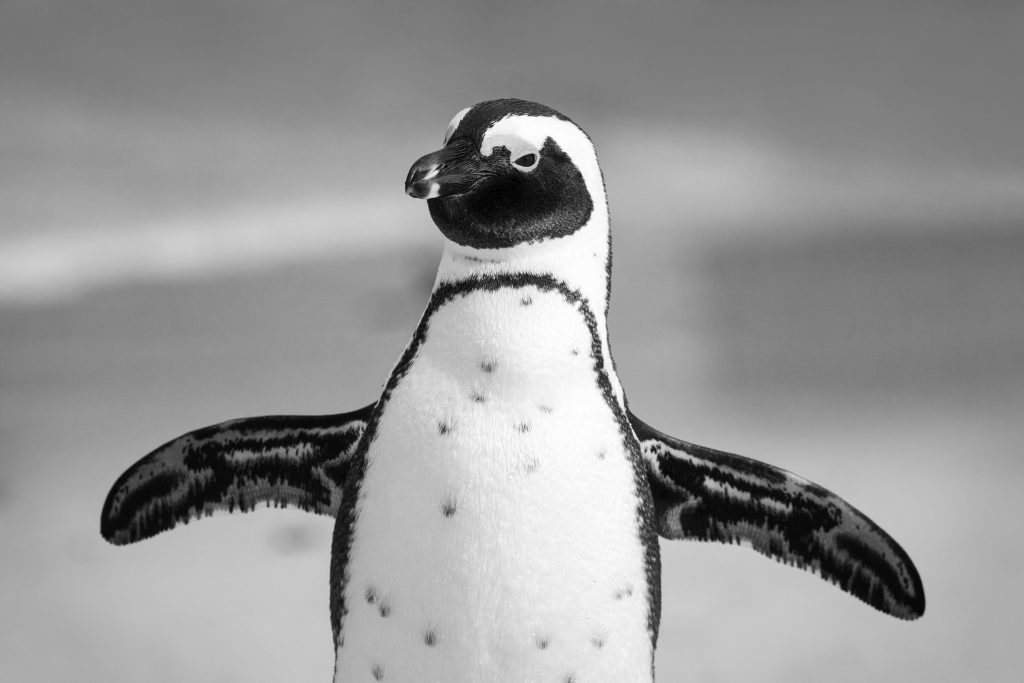 Close-up of an African penguin with open wings, captured in black and white.